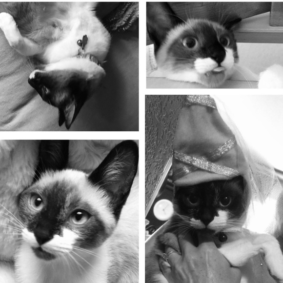 CRAZY CAT LADY FOR LIFE! 🐈🐈🐈🐈 - Picture 6 of 8